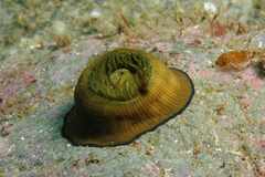 Actinia striata