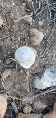 Sphincterochila