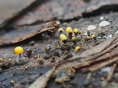 Myxomycetes