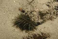 Actinia striata