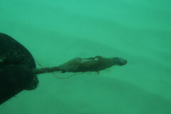 Actinia striata