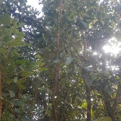 Diospyros mespiliformis