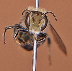 Osmia pumila