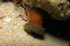 Actinia striata