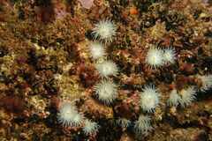 Actinothoe sphyrodeta