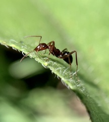 Formica pallidefulva