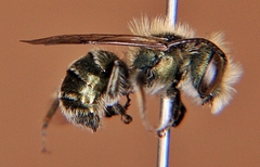 Osmia pumila