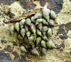 Echinolittorina aspera