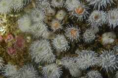 Actinothoe sphyrodeta