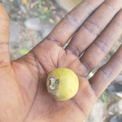 Diospyros mespiliformis