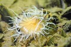 Actinothoe sphyrodeta