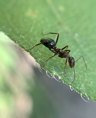 Formica pallidefulva