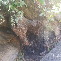 Diospyros mespiliformis