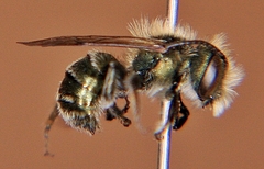 Osmia pumila