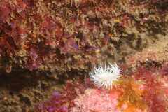 Actinothoe sphyrodeta