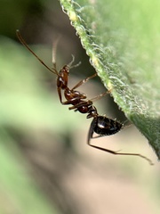 Formica pallidefulva