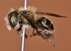 Osmia pumila