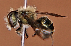 Osmia pumila