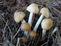 Psathyrella