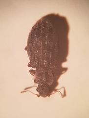 Latridiidae