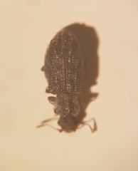 Latridiidae