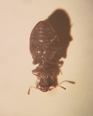 Latridiidae