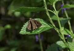Polytremis lubricans