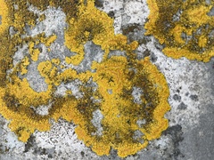Xanthoria calcicola