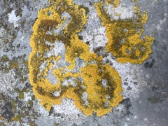Xanthoria calcicola