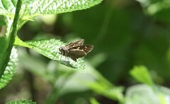 Polytremis lubricans