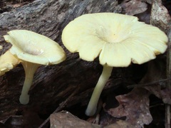 Gerronema strombodes