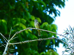 Lichmera indistincta limbata