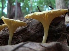 Gerronema strombodes