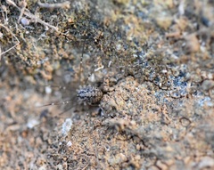 Cosmobunus granarius