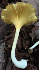 Gerronema strombodes