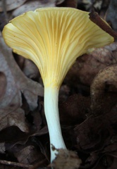 Gerronema strombodes