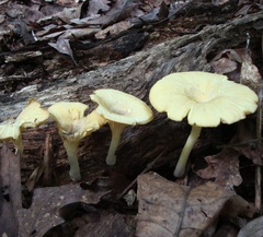 Gerronema strombodes