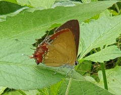 Heliophorus