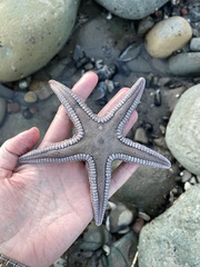Astropecten