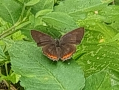 Heliophorus