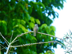 Lichmera indistincta limbata