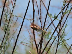 Calliopsida cinnabarina