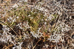Limonium braunii