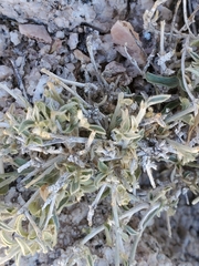 Ditaxis serrata