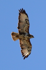 Buteo trizonatus