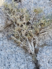 Ditaxis serrata