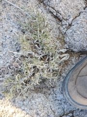 Ditaxis serrata