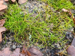 Pilularia globulifera