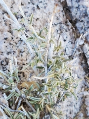 Ditaxis serrata
