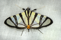 Conchylodes nolckenialis